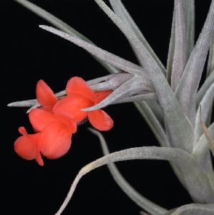 Tillandsia Albertiana x edithae b.jpg